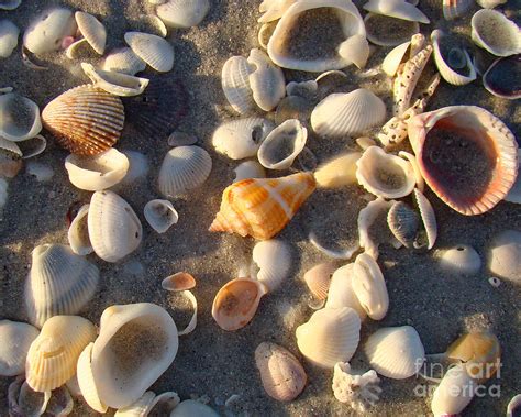 Sanibel Island Shells Photograph By Nancy L Marshall
