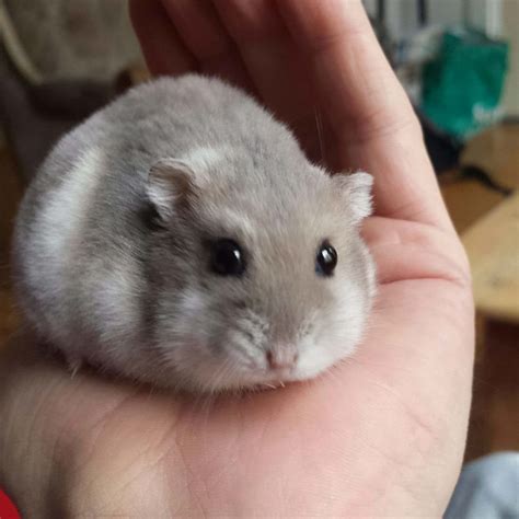 Almost Years Old Nelis Says Hi Hamster Pics Baby Hamster Hamster Care Cute Babe