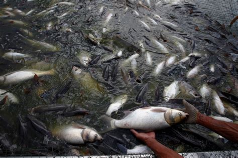 Feeding The Tilapia In Large Intensive Aquaculture Ponds Raising