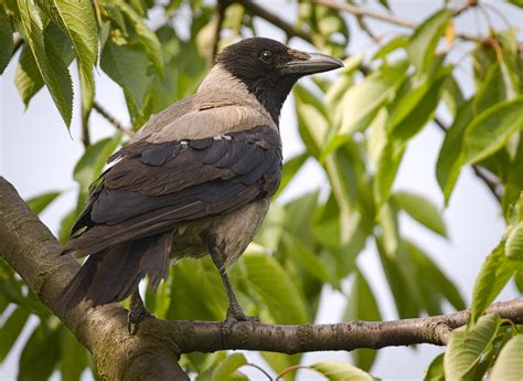 Hooded Crow Hooded Crow Corvus Cornix Perched On A Branc Flickr