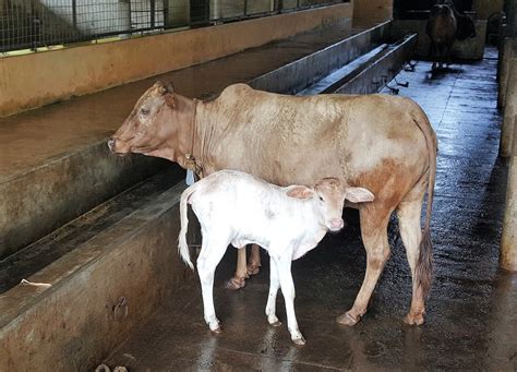 Why Is Kapila Considered As On Of The Best Cow Breed Of India And World