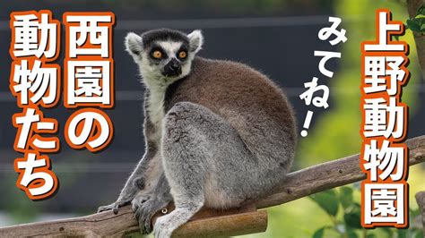 Search for text in self post contents. 上野動物園 西園のどうぶつ - YouTube