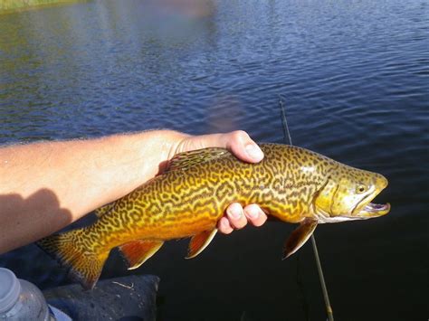 Tiger Trout Trout Fishing Fly Fishing Fishing Videos Brown Trout
