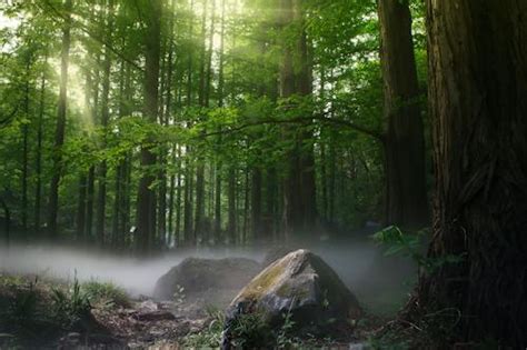 50000 Best Forest Photos · 100 Free Download · Pexels Stock Photos