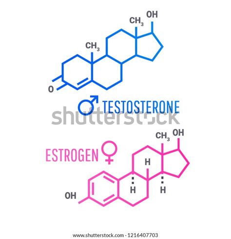 Sex Hormones Molecular Formula Estrogen Testosterone Stock Vector