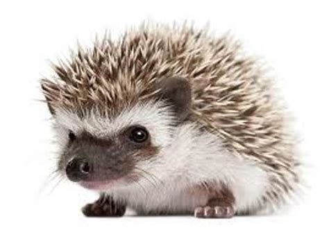 10 Interesting Hedgehog Facts | My Interesting Facts