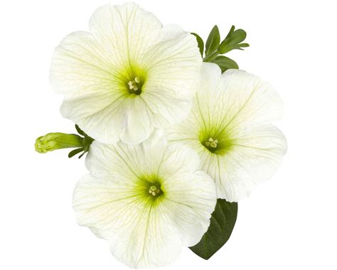 The Top 11 Petunia Varieties