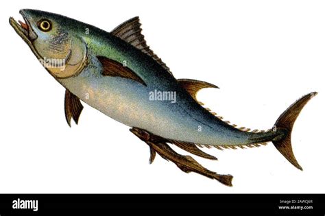 Atlantic Bluefin Tuna Thunnus Thynnus Stock Photo Alamy