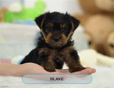 Buy a puppy online | www.amishteacups.com - Dogs & Puppies - Arkansas
