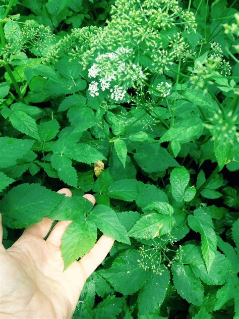 Taking bishop's weed along with medication that might also harm the liver can increase the risk of the appropriate dose of bishop's weed depends on several factors such as the user's age, health. What The Weeds? - Installment 2 (Bishop's Weed ...