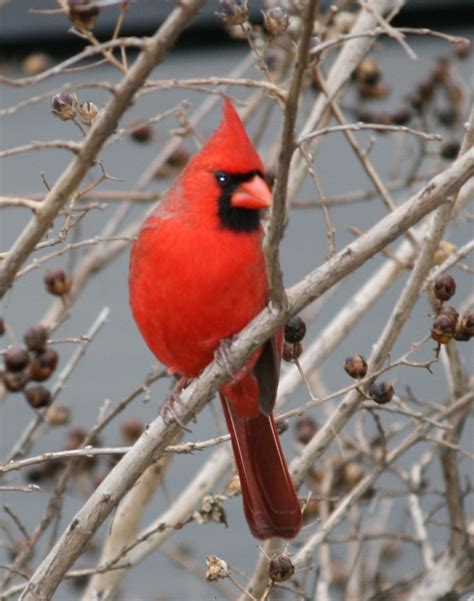 Wild Life Cute Cardinal Wild Birds
