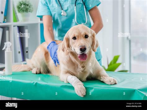 Golden Retriever Dog Examination In Veterinary Clinic Stock Photo Alamy