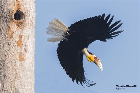 Wreathed Hornbill Rhyticeros Undulatus Pet Birds State Birds Borneo