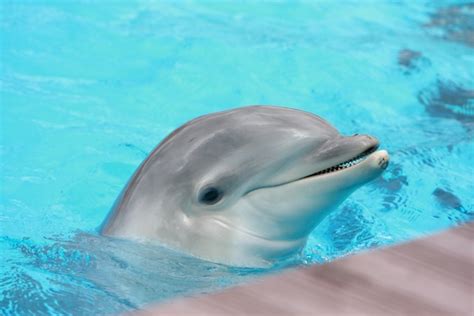 Baby Bottlenose Dolphin Dolphins World