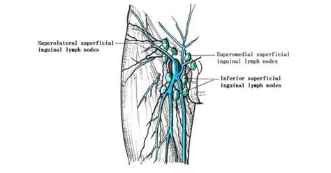 Inguinal Lymph Nodes Diagram