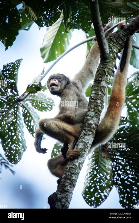 Critically Endangered Northern Muriqui Woolly Spider Monkey