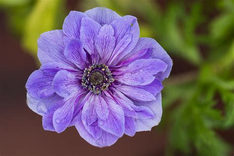 Purple Flower Free Stock Cc0 Photo