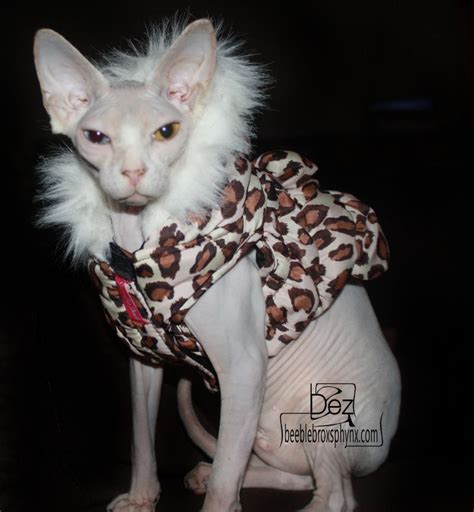 An Odd Eyed Hairless Sphynx Cat Bred By Beeblebrox Sphynx
