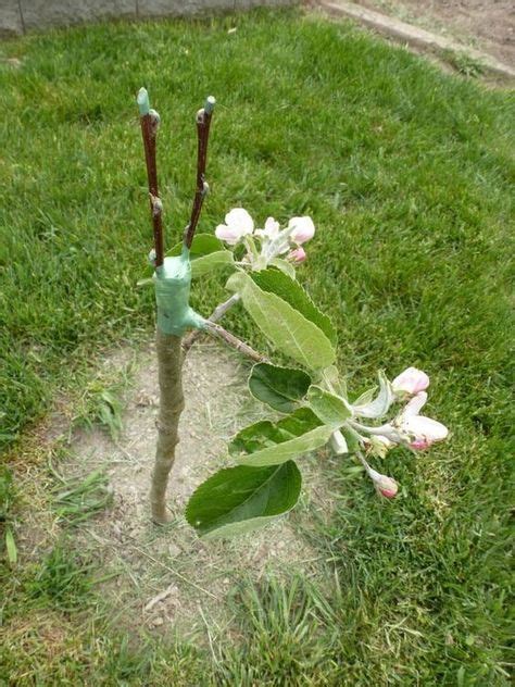 Grafting Fruit Trees How To Graft A Fruit Tree In 2020 Grafting