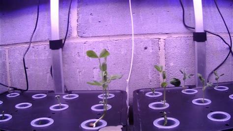 Hydroponic Peas Timelapse Youtube