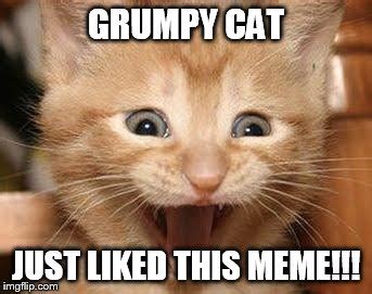 Excited Cat Meme Imgflip