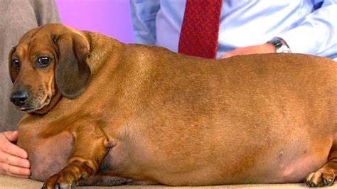The fat dog offers delicious food, a creative and delicious craft cocktail program, a versatile the fat dog is reopening for indoor and patio dining on wednesday, april 28th! Check out Obie, the tubby dachshund who lost half his weight!