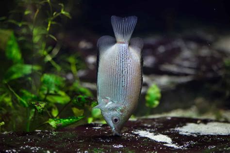 Care Sheet: Kissing Gourami | Helostoma temminckii – PetsForChildren.com