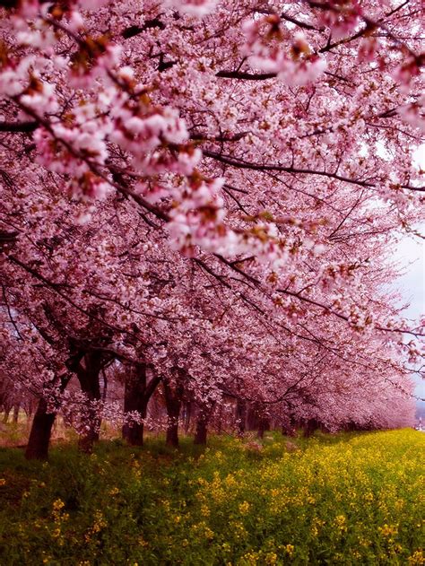 21 Of The Most Beautiful Japanese Cherry Blossom Photos Of 2014 Bored
