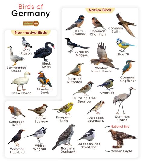 List Of Birds Found In Germany With Pictures