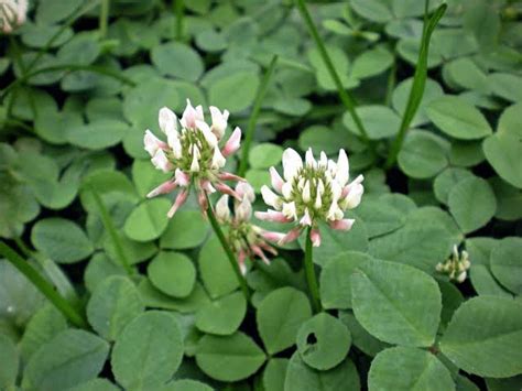 13 Medicinal Health Benefits Of Trifolium Repens White Clover