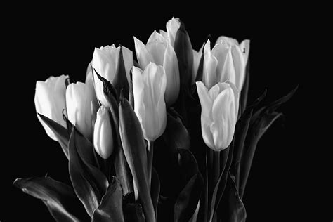 Fondos De Pantalla Flores Blanco Y Negro Nikon Tulipanes 6016x4016