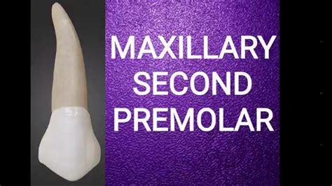Maxillary Second Premolar Youtube