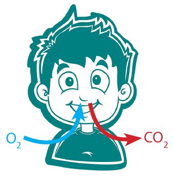 Terdiri dari 2 versi, singkat dan lengkap! Sistem Pernapasan Pada Manusia Idschool