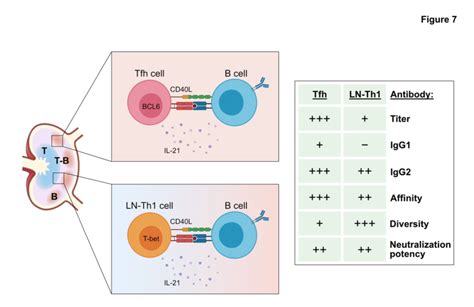 Tfh Cells And Ln Th1 Cells Mediate Complementary Pathways Of