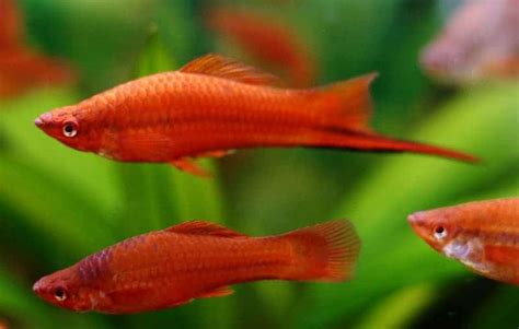 Swordtails Detailed Guide Care Diet And Breeding Shrimp And