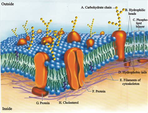 Phospholipid Bilayer Cell Membrane Labeled Img Abdul