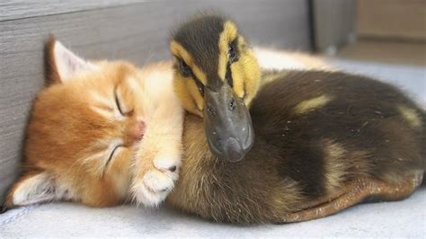 Baby Kitten Sunny And Huge Ducks A Precious Moment Of Growing Up