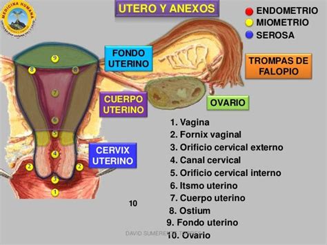 Anatomía De Los Genitales Femeninos