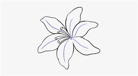 How To Draw A Lily Pad Easy Kids Learn How To Draw The Lily By