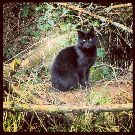 Black Feral Cat In Forest