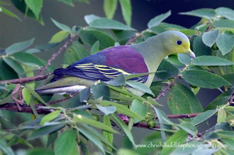 Sri Lanka Green Pigeon Chris Hill Wildlife Photography