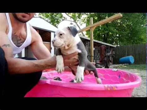 If you're not comfortable with just one vaccine, here's what you can do to reduce the. American Bully Puppies. 6 week old process, shots, worming ...