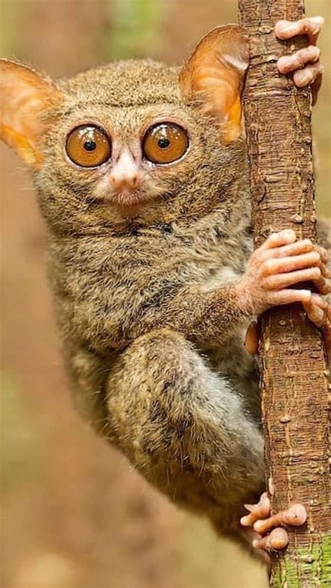 See The Cutest Tarsiers Share These Animal Pictures With Friends