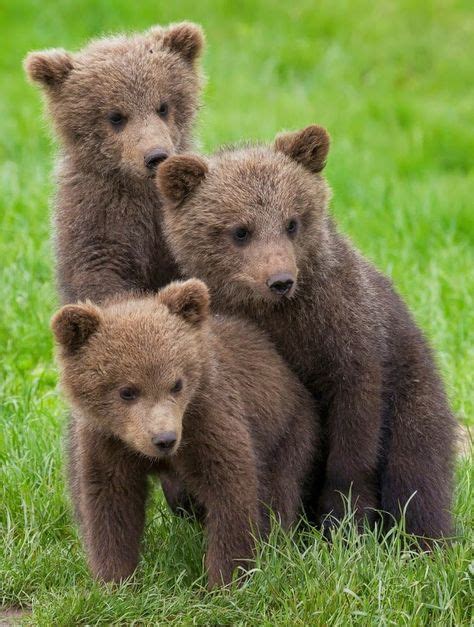 144 Best Bears Images In 2020 Pet Birds Animals Wild Animals Beautiful