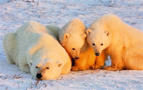 Polar Bear Photography Gallery