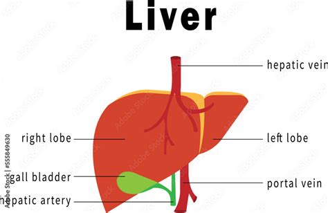 Liver Diagram Vector Image Or Clip Art Stock Vector Adobe Stock