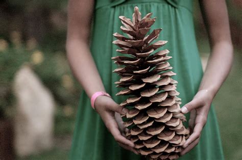 My Brother Brought Back A Pine Cone From The Sequoia National Forest R Mildlyinteresting