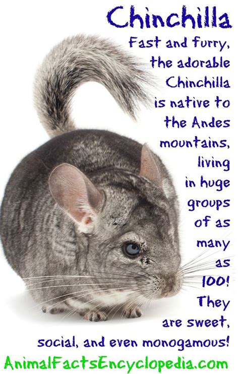 chinchilla facts animal facts encyclopedia