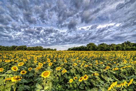 Sunflower Field At Mckee Beshers Off River Road Poolesville Md