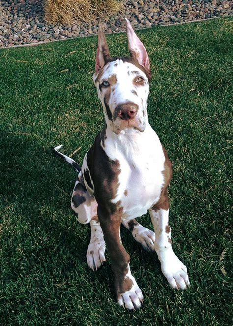 9 Things Your Great Dane Wants To Tell You Sonderlives